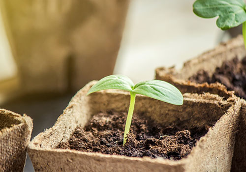 Once your bean has a sprout, plant it in some dirt and water it regularly to watch it grow. 