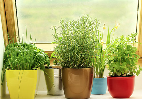 Plant your herbs in pots or tin cans, and make sure to water them when the soil gets dry.