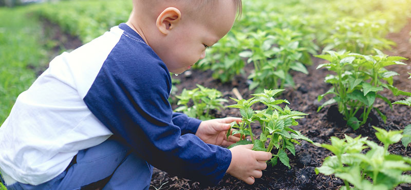 Planting your own food is fun for both parents and kids.