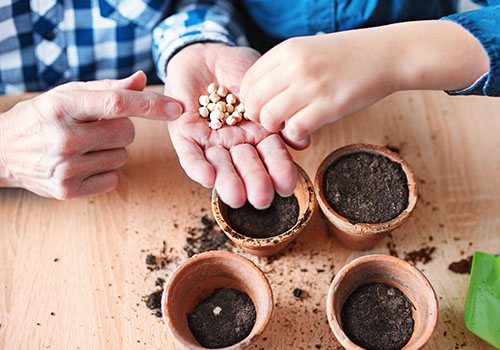 Vayan a un vivero y deja que tus hijos te ayuden a escoger varios paquetes de semillas de frutas y verduras.